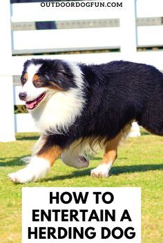 Mental Activities For Dogs, Border Collie Enrichment, Border Collie Activities, Border Aussie Dogs, Mentally Stimulating Games For Dogs, Herding Dogs Training, Activities For Dogs, Herding Dogs Breeds, Outdoor Dog Toys