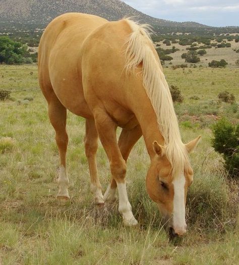 100 Palomino Horse Names | The Paws Cavalo Palomino, Palomino Horse, Horse Boarding, Horse Names, Most Beautiful Horses, Most Beautiful Animals, Horse World, Majestic Horse, All The Pretty Horses