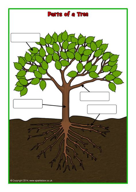 Parts Of A Tree Worksheet, Parts Of A Tree, Tree Worksheet, Plants Worksheets, Trees For Kids, Tree Diagram, Tree Poster, Tree Study, Nature School