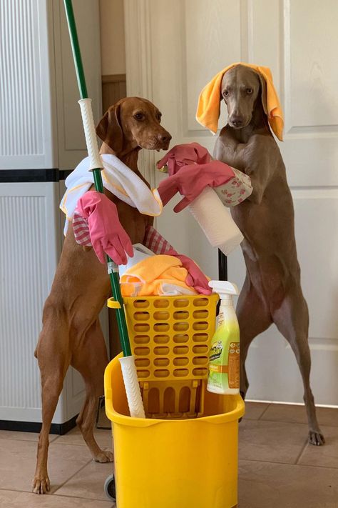 Missouri Dog Trainer's 3 'Eager' Canines Try to Complete Household Chores for Their Pet Parent Pet Branding, Adulting 101, Dogs At Home, Love And Loyalty, Dog Cleaning, Loyal Dogs, People And Animals, Puppy Play, Dog Help