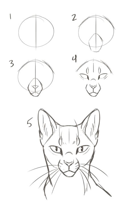 Cat Drawing Tutorial, Cats Art Drawing, Cat Anatomy, Warrior Cat Drawings, Cat Sketch, Warrior Cats Art, Cute Animal Drawings Kawaii, Desenho Tattoo, Art Prompts