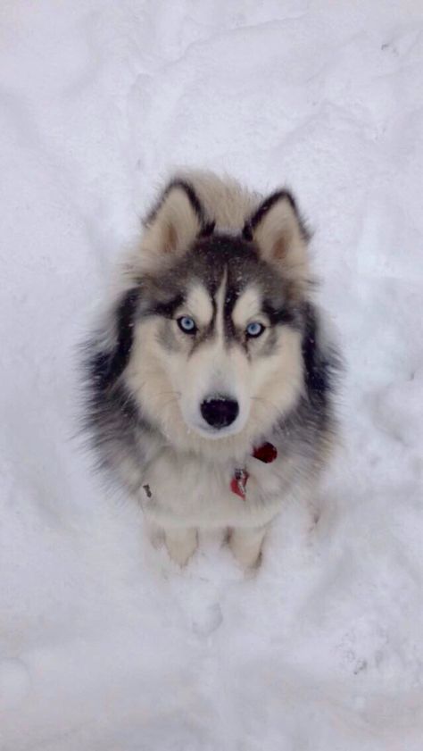 Siberian husky (wooly coat) Siberian Husky Blue Eyes, White Siberian Husky, Sled Dogs, Alaskan Husky, Most Beautiful Dogs, Cute Husky, Husky Lover, My Husky, Cute Dog Photos