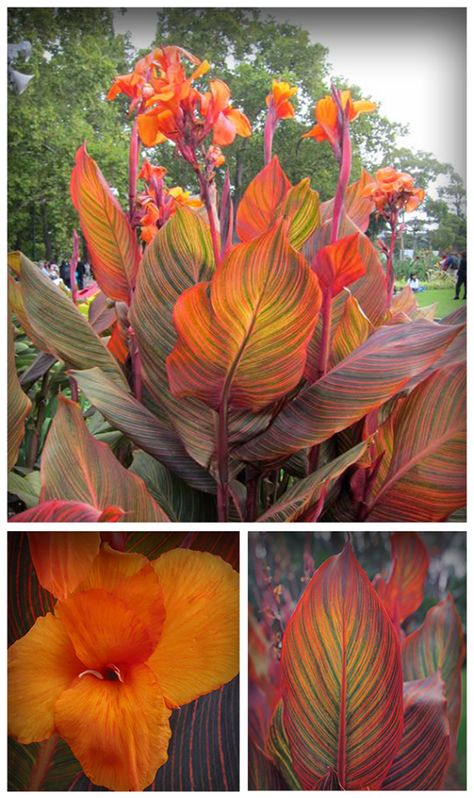 Canna Structural Plants, Arid Garden, Canna Flower, Plant Bed, Canna Lily, Shade Garden Plants, Tropical Landscaping, Easy Garden, Tropical Garden