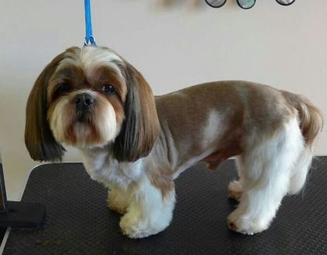 Top 10 Popular Shih Tzu Haircuts (30+ Pictures) - The Paws Female Shih Tzu Haircut, Shichon Grooming Styles, Shih Tzu Haircuts Short, Shih Tzu Haircuts Female, Corte Shitzu, Shih Tzu Haircuts Grooming, Shitzu Haircuts, Shitzu Dogs Haircuts, Shih Tzu Long Hair