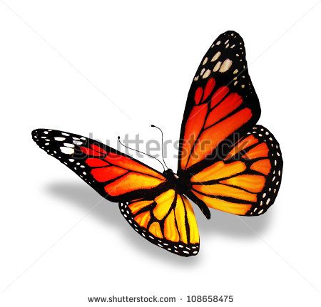 Orange Butterfly Flying Stock Photos, Images, & Pictures ... Yellow Butterfly Tattoo, 3d Butterfly Tattoo, Butterfly Clipart, Butterfly Tattoo Designs, Orange Butterfly, Butterfly Pictures, Butterfly Drawing, Red Butterfly, Butterfly Effect