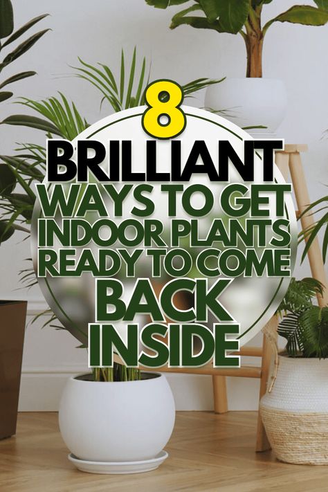 8 Ways To Get Indoor Plants Ready To Come Back Inside How To Bring Outside Plants Inside, Bring Outdoor Plants Inside, Bringing Outdoor Plants Inside, Debugging Plants To Bring Inside, How To Debug Plants To Bring Indoors, Indoor Gardens Ideas, Moving Plants, Repotting Plants, Plant Games