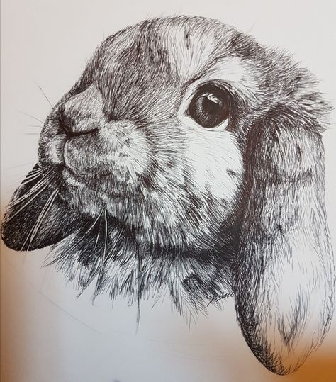 Rabbit Art For Kids, Cute Rabbit Wallpaper, Line Art Rabbit, Rabbit Art Illustration, Drawing Rabbits, Sketch Rabbit, Rabbit Line Art, Bunnies Art, Biro Art