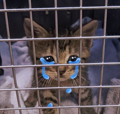 stinky the cat has been sent to jail and weeps for himself. Jail Reaction Pic, Cat In Jail, Jail Pfp, Stinky Cat, Jail Meme, Goofy Pics, Kitty Pics, Smiling Cat, I'm A Loser