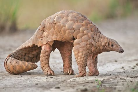 Indian Pangolin, Odd Animals, Reference Animals, Small Mammals, Animal Inspiration, Dangerous Animals, Interesting Animals, Unusual Animals, Rare Animals