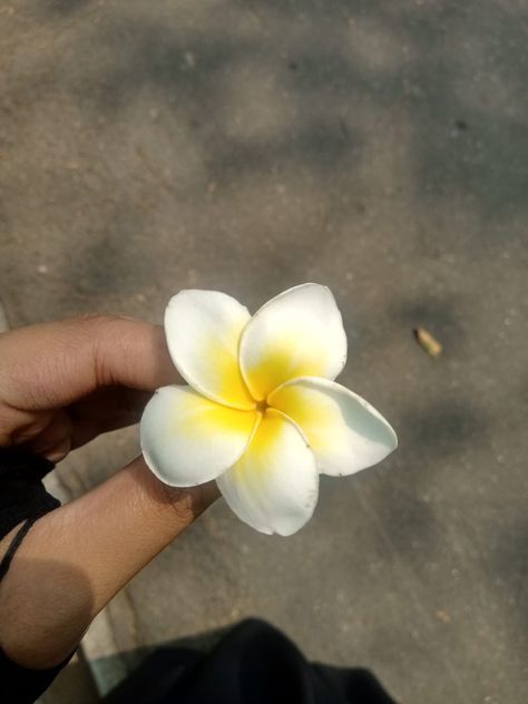 Plumeria Flowers Aesthetic, Easy Hair Cuts, Plumeria Flowers, Flowers Aesthetic, Easy Hair, Easy Hairstyles, Hair Cuts, Plants, Flowers