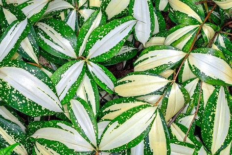 Dracaena Surculosa, Plant Palette, Tropical Africa, Plant Styling, Plant Mama, Green Love, Best Indoor Plants, Evergreen Plants, Small White Flowers