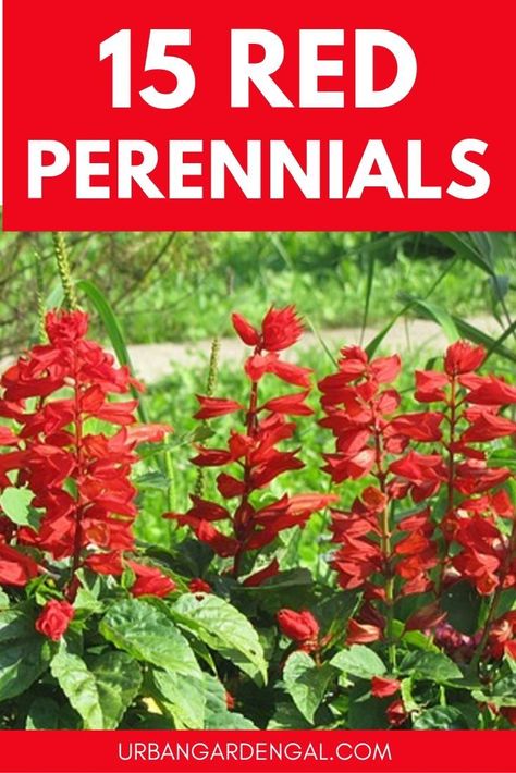 Red perennial flowers look great in any garden. Here are 15 stunning red perennials to plant in your flower garden. #perennials #flowergarden #flowergardening #gardening Red Flowers Garden, Red Perennials, Garden Perennials, Full Sun Perennials, Perennial Flowers, Plans Architecture, Red Garden, Red Plants, Sun Perennials