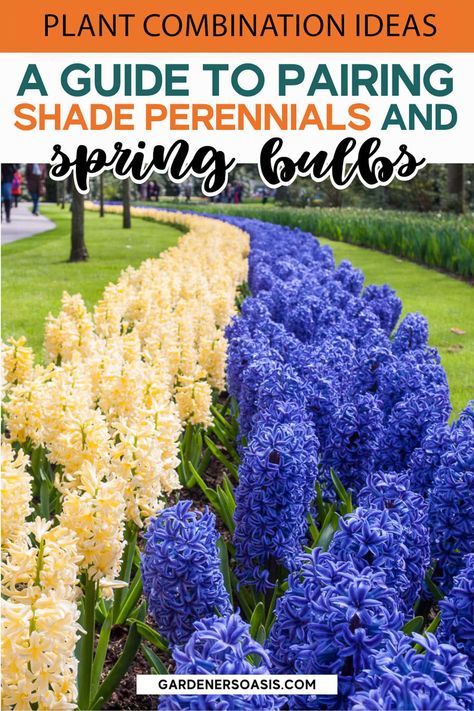 Shade Perennials to Plant With Spring Bulbs | Gardening Bulb And Perennial Garden, Bulbs For Shade Garden, Layered Bulb Planting, Low Light Perennials Shade Garden, Spring Bulbs Garden, Part Shade Flowers, Perennial Ground Cover, Vegetable Garden For Beginners, Full Sun Plants