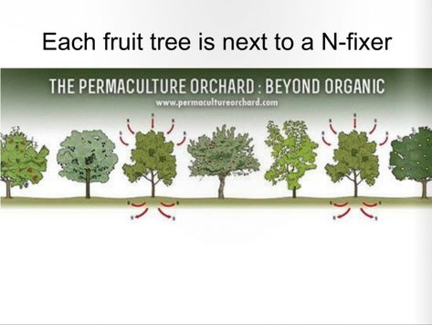 Permaculture Orchard, Fruit Garden Design, Fruit Tree Garden, Food Forest Garden, Orchard Design, Orchard Garden, Permaculture Gardening, Permaculture Design, Edible Landscaping