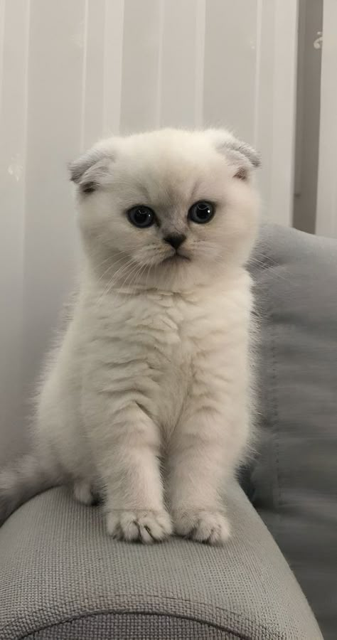 Scottish Fold Kittens, Dream's Cat, Cute Cats Photos, Pretty Animals, Fluffy Cat, Cute Animal Photos, Cute Cats And Dogs, Beautiful Cat