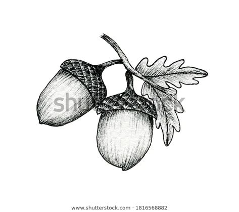 Acorn Drawing, Acorn Image, Acorn Tattoo, White Ink Drawing, Leaves Vintage, Linocut Printmaking, Acorn And Oak, Line Art Illustration, Tattoo Project