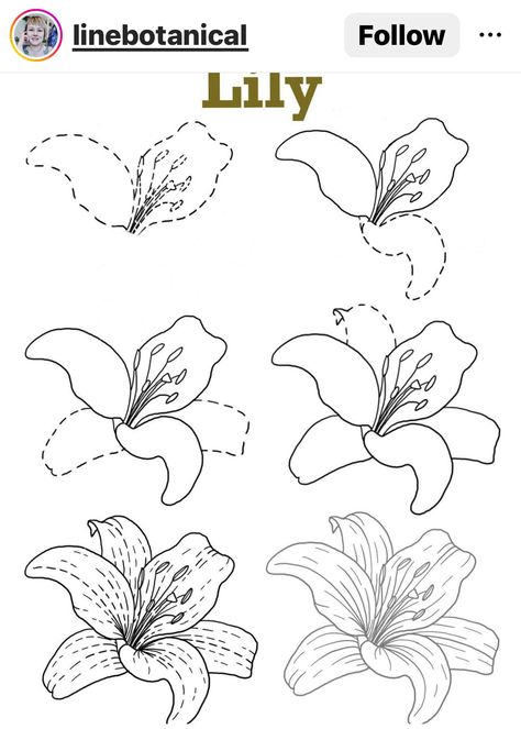 Drawing Reference Flowers, How To Draw Lily, Simple Flower Drawing, Lilies Drawing, Flower Pattern Drawing, Draw Flowers, Flower Drawing Tutorials, Flower Art Drawing, Illustration Botanique