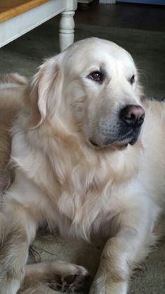 Pictures Of Golden Retrievers, Funny Dogs Pics, Cream Retriever, White Retriever, White Golden Retriever, Dogs Pics, English Cream Golden Retriever, Cream Golden Retriever, English Golden Retrievers