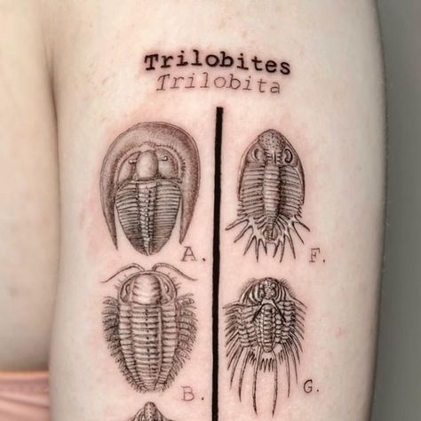 Roberto Pappalardo on Instagram: "Trilobites study. Trilobites are a group of extinct marine arthropods that first appeared around 521 million years ago, shortly after the beginning of the Cambrian period, living through the majority of the Palaeozoic Era, for nearly 300 million years. They died out at the end of the Permian, 251 million years ago, killed by the end Permian mass extinction event that removed over 90% of all species on Earth. They were very diverse for much of the Palaeozoic, and today trilobite fossils are found all over the world.  . . . . #trilobite #trilobites #trilobitestattoo #fossiltattoo #trilobitesfossils #scientific #scientifictattoo #scientificillustration #fineline #finelinetattoo #textbook #textbooktattoo #scientificstyle #fossil #fossils #london #londontattoo Trilobite Tattoo, Fossil Tattoo, Cambrian Era, Scientific Tattoo, Mass Extinction, Dinosaur Tattoos, Period Living, Trilobite Fossil, London Tattoo