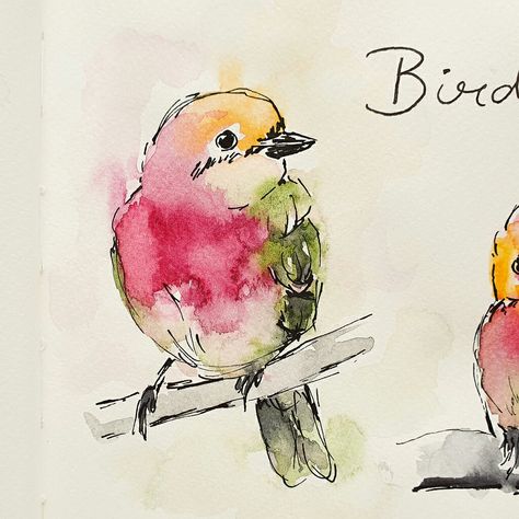 Bird Sketches, Fantasy Bird, Watercolor Pencil Art, Line And Wash, Bird Watercolor Paintings, Bird Watercolor, Watercolor Birds, Watercolor Paintings For Beginners, Diy Watercolor Painting