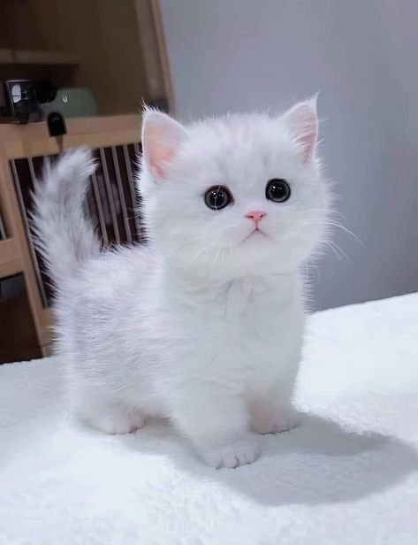 Gato Munchkin, Munchkin Kitten, Cat Images, White Kitten, Cat White, Cute Small Animals, Cat Hacks, Image Chat, Cute Little Kittens