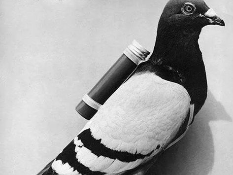 How Do Carrier Pigeons Work? Racing Pigeon Lofts, Peace Pigeon, Pigeon Post, Carrier Pigeon, Homing Pigeons, Pigeon Loft, Battle Of The Somme, White Pigeon, Pigeon Breeds