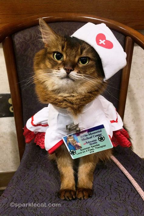 I went to the big hospital for my therapy cat visit, dressed in my nurse's uniform! Big Hospital, Homeless Help, Nurse Wallpaper, Cat Therapy, Medical Images, Animal Therapy, Nurse Cat, Therapy Cat, Cat Work