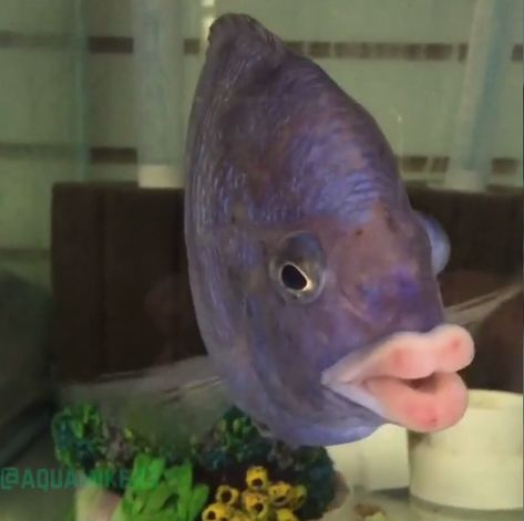 kissyface fish 10 Funniest, Funny Dog Memes, Cute Fish, Silly Animals, Fishing Humor, Funny Animal Pictures, Sea Animals, Marine Life, Funny Images