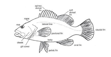 Fish Gills Drawing, Fish Anatomy Illustration, Fish Diagram, Fish Gills, Fish Fins, Fish Anatomy, Fish Fin, Aquatic Creatures, Drawn Fish