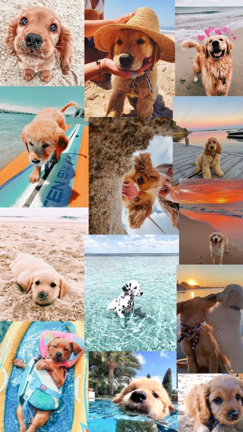 Puppy Puzzle, Photos Of Dogs, Preppy Dog, Cute Puppy Wallpaper, Cute Dogs Images, Very Cute Puppies, Puppy Wallpaper, Cute Summer Wallpapers, Best Halloween Costumes