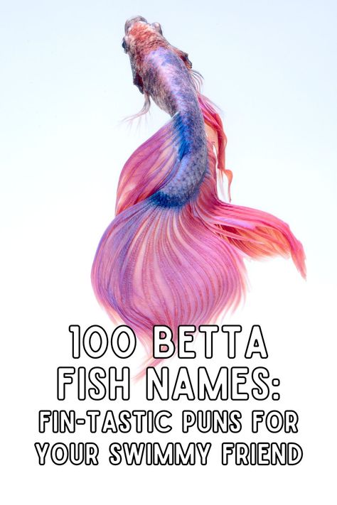 When choosing a name for your colorful betta fish, consider a moniker that reflects their vibrant hues. Betta fish come in a rainbow of colors, and each shade can inspire a clever, fitting name. Here's a fun guide to spark your creativity based on your fish's particular scales. Betta Fish Names Ideas, Beta Fish Name Ideas, Betta Fish Names Male, Fish Names Ideas Cute, Funny Fish Names, Beta Fish Names, Betta Fish Names, Greek Goddess Of The Night, Pun Names