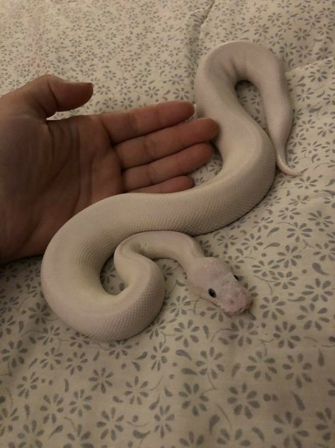 White Snake Pet, Ball Python White, Pet Python, Snakes Pet, Snake Pets, Ball Python Snake, Baby Ball Python, Snake Terrarium, Pet Snakes