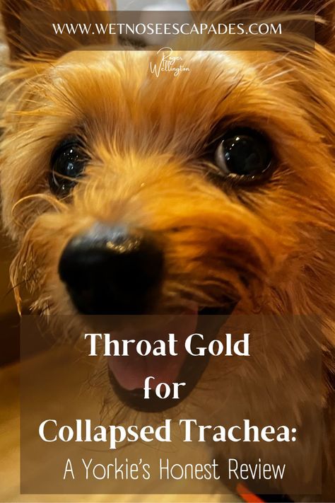 Throat gold for yorkies Dog Collapsed Trachea, Collapsing Trachea In Dogs, Collapsed Trachea In Dogs, Cough Medicine For Dogs, Natural Cough Syrup, Dog Coughing, Natural Medicines, Meds For Dogs, Throat Remedies