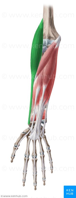 Brachioradialis: lateral supracondilar rifge of humerus (origin) lateral surface of radius near base of styloid process of radius (insertion). Action : flex elbow Arm Anatomy, Human Body Anatomy, Human Anatomy Drawing, Abs And Cardio Workout, Arm Muscles, Muscle Body, Body Anatomy, Anatomy Drawing, Anatomy Art