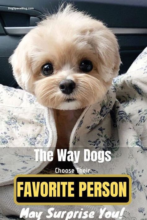 How Do Dogs Choose Their Favorite Person Dog Styling, Videos Of Dogs, Cutest Kittens Ever, Toy Breeds, Morkie Puppies, Dog Terrier, Puppy Socialization, Smartest Dog Breeds, Cutest Puppy Ever