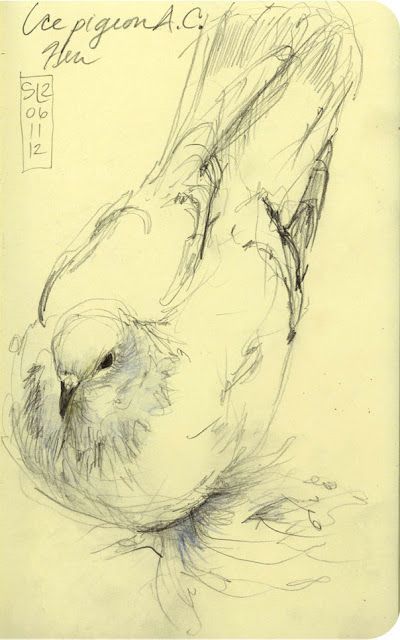 Pigeon Sketch, Sketch Ideas, 수채화 그림, Arte Sketchbook, Arte Inspo, Animal Sketches, Bird Drawings, Art Block, Art Inspiration Drawing