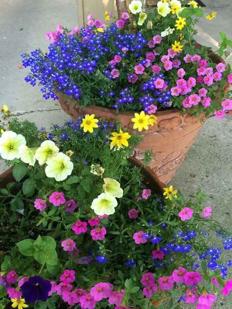 Patio Flower Pots, Flowers In Pots, Front Porch Flowers, Porch Plants, Patio Flowers, Porch Flowers, Potted Plants Outdoor, Container Gardening Flowers, Flower Garden Design