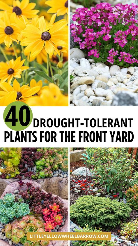 Want to plant a weather and water wise garden in your front yard? Here is the ultimate guide to drought tolerant plants that do well with minimal water but bring a lot of greenery and color. Find garden plant ideas for full sun, more shaded areas, heat intense areas, and more. In this article, we’ll recommend 40 drought-tolerant plants perfect for your garden, categorized into succulents, native grasses, ornamental grasses, and colorful perennials. Get our best garden design and layout tips too. Front Yard Garden Ideas, Shade Perennial Garden, Drought Tolerant Landscape Front Yard, Colorful Perennials, Yard Garden Ideas, Best Garden Design, Tall Ornamental Grasses, Native Grasses, Drought Tolerant Perennials