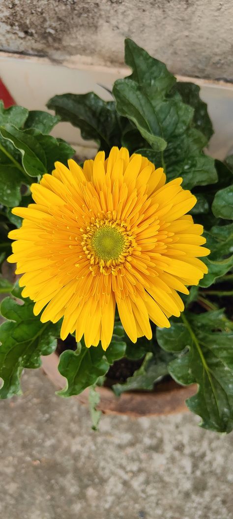 Yellow Pictures, Gerbera Jamesonii, Flower Plants, Dark Yellow, Planting Flowers, Plants, Yellow, Flowers, Quick Saves