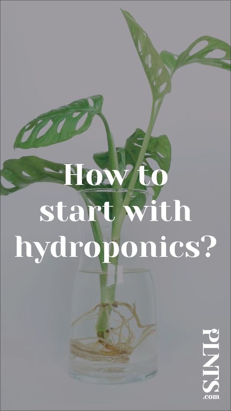 How To Start with Hydroponics at Home Water Propagation Fertilizer, Monstera In Water Vase, Monstera Propagation Water, Plants In Water Vase, Hydroponic Plants Indoor, Hydroponic Propagation, Monstera In Water, Hydro Plants, Plants In Glass Jars