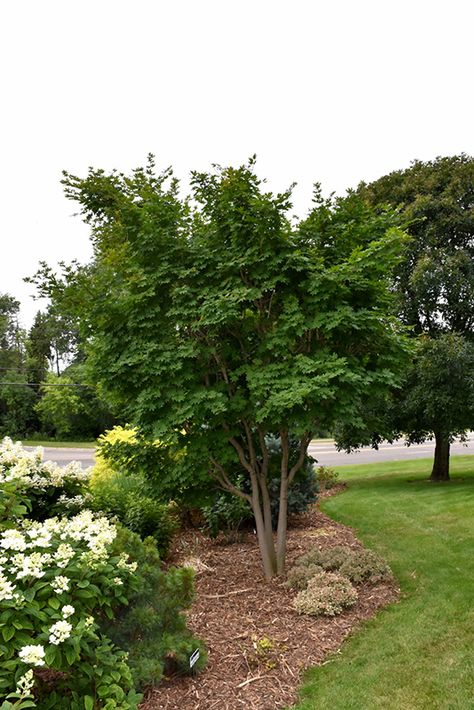 Korean Maple Tree, Landscape Nursery, Landscaping Trees, Full Size Photo, Front Landscaping, Japanese Maple, Rustic Gardens, Deciduous Trees, Garden Trees