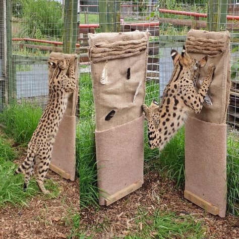 Animal Enrichment Ideas, Fox Enrichment, Big Cat Enrichment, Enrichment For Zoo Animals, Zoo Enrichment, Planet Zoo Meerkat Habitat, Planet Zoo Fennec Fox Habitat, Planet Zoo African Penguin Habitat, Enrichment Projects