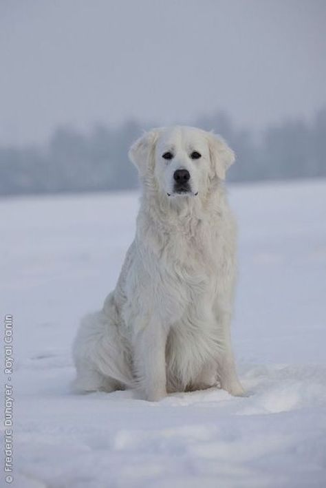 Iorek Byrnison, Pyrenean Mountain Dog, Pyrenees Dog, Great Pyrenees Dog, Terra Nova, What Dogs, Great Pyrenees, White Dog, Mountain Dogs