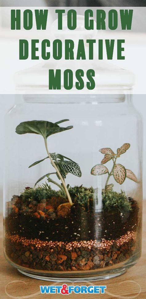 Learn how to grow decorative moss with this handy guide! How To Grow Moss On Anything, How To Grow Tulips, Grow Tulips, Witchy Herbs, Grow Moss, Tulips In A Vase, Growing Tulips, Growing Moss, Attract Hummingbirds