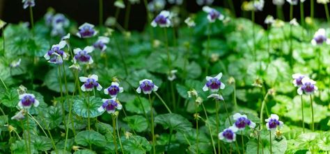 9 Best Ground Cover Plants In Australia | All Green All Green Nursery, Australian Ground Cover, Flowering Ground Cover Perennials, Purple Ground Cover Plants, Ground Cover Plants Australia, Ground Cover With Purple Flowers, Ground Covers For Sun, Low Growing Ground Cover, Best Ground Cover Plants