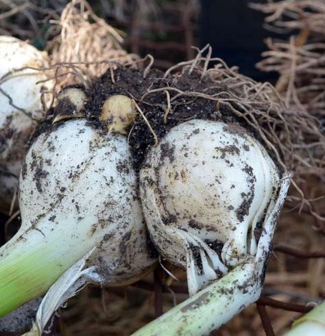 This is the second year I’ve harvested elephant garlic, the colossal cloved “fake” garlic. I call it fake because it technically isn’t true garlic; it is a member of the lee… Elephant Garlic, Garlic Head, Garden Bar, Stuffed Shells, Leeks, Permaculture, In The Fall, The Fall, Fence