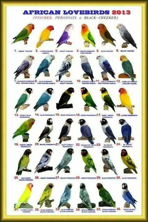 Lovebirds Love Birds Pet, African Lovebirds, Bird Breeds, Parrot Pet, African Love, Bird Identification, Bird Aviary, Bird Care, Parakeets