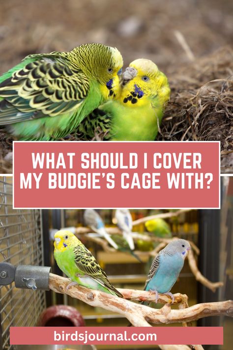 What Should I Cover My Budgie’s Cage With? Parakeet Cage Ideas Diy Bird Aviary, Parakeets Cage Ideas, Budgie Cage Ideas Diy, Parakeet Cage Setup, Budgie Cage Ideas, Parakeet Cage Ideas, Budgie Cage Setup, Budgie Cage, Diy Bird Cage