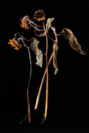 Sunflower On Black Background, Light Studies, Decay Art, Withered Flower, Wilted Flowers, Friendship Photography, Flower Sunflower, Light Study, Black Picture