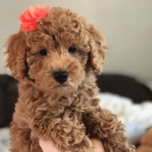 Toy Labradoodle Puppies For Sale - Top 5 Breeders! (2023) - We Love Doodles Teacup Labradoodle, Toy Labradoodle, Doodle Family, Miniature Labradoodle, Labradoodle Mini, Teacup Goldendoodle, Mini Labradoodle Puppy, Mini Labradoodle, Labradoodle Miniature